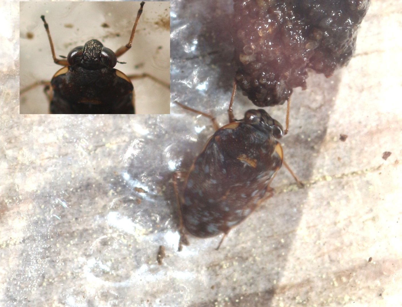 michèle hirigoyen - Ochterus (Ochterus) marginatus - réf. 356868 (1400 x 1070 pixels, 204 ko)