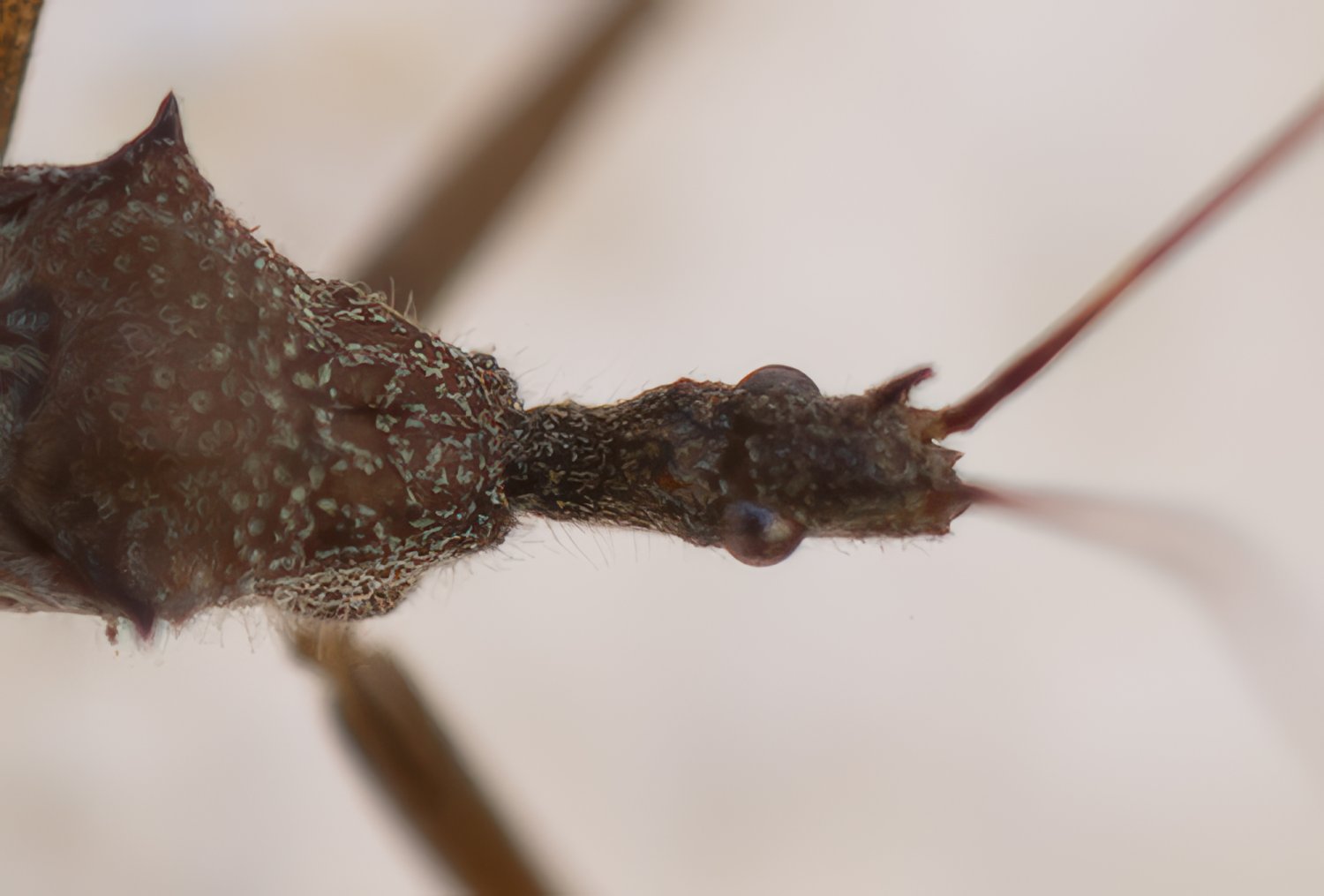 lguez - Nagusta goedelii - réf. 356742 (1500 x 1015 pixels, 96 ko)