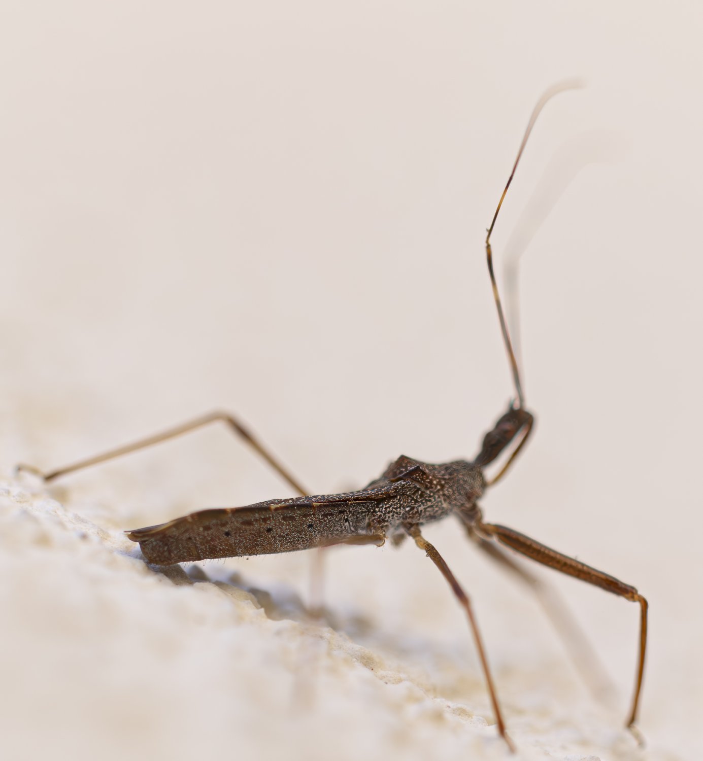 lguez - Nagusta goedelii - réf. 356741 (1385 x 1500 pixels, 92 ko)