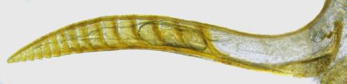 Réf. 357 324 : Euura leucolena
