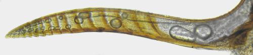 Réf. 357 401 : Euura leucolena