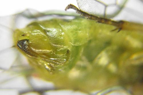 Réf. 357 605 : Euura fasciata