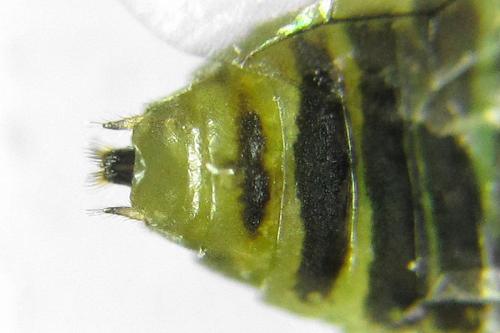 Réf. 357 606 : Euura fasciata