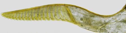 Réf. 357 607 : Euura fasciata