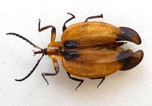 Lycus sp.