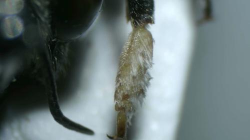Megachile opacifrons