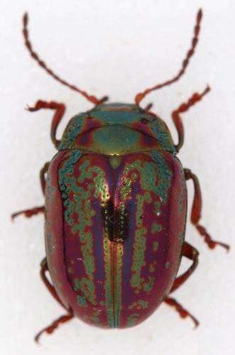 Réf. 357 087 : Chrysolina americana