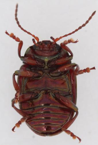 Réf. 357 092 : Chrysolina americana