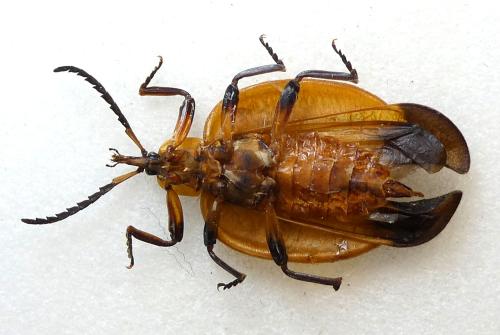 Lycus sp.