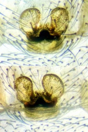Enoplognatha mandibularis