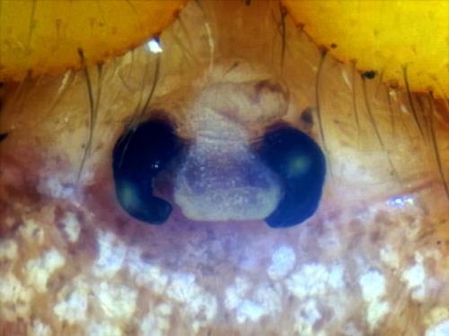 Réf. 357 036 : Araneus triguttatus