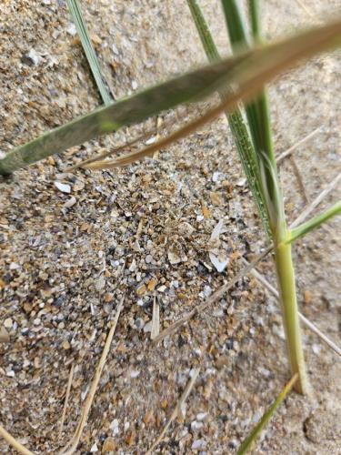 Réf. 357 230 : Rhysodromus fallax