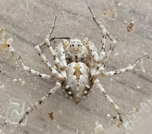 Réf. 357 247 : Rhysodromus fallax
