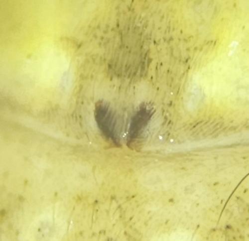 Réf. 357 224 : Rhysodromus fallax