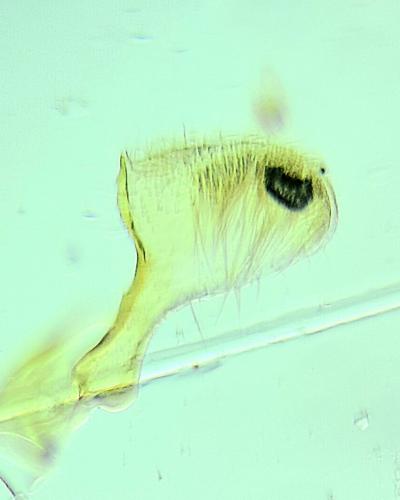 Parornix finitimella