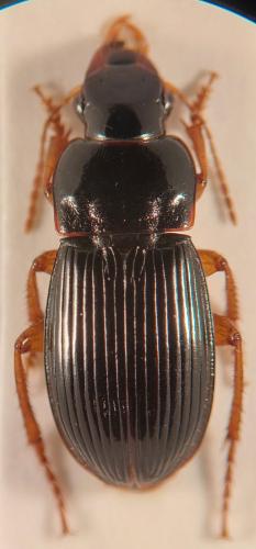 Réf. 357 640 : Harpalus marginellus