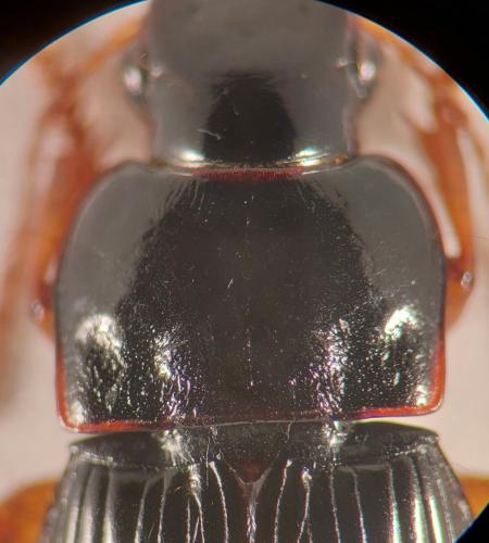 Harpalus marginellus