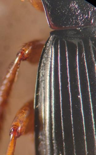Harpalus marginellus