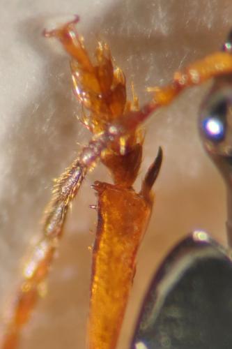 Harpalus marginellus