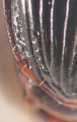 Harpalus marginellus