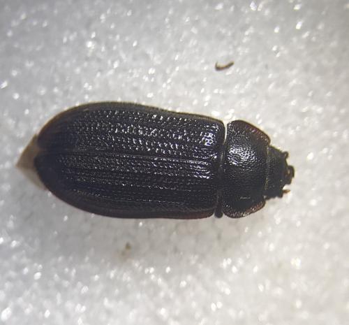 Réf. 357 905 : Grynocharis oblonga