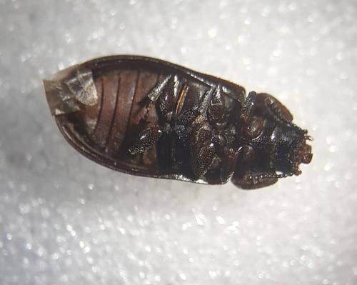 Réf. 357 906 : Grynocharis oblonga