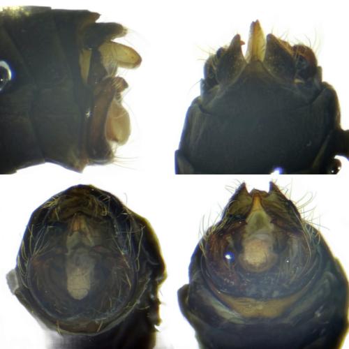 Ceraclea nigronervosa