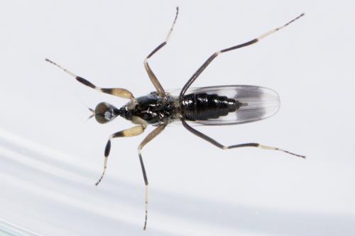 Tachydromia sp.