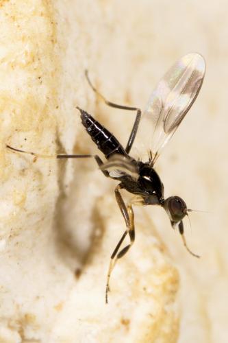 Tachydromia sp.