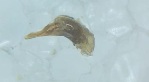 Microlestes minutulus