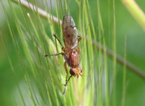 Tetanocera sp.
