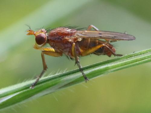 Tetanocera sp.