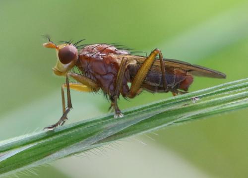 Tetanocera sp.