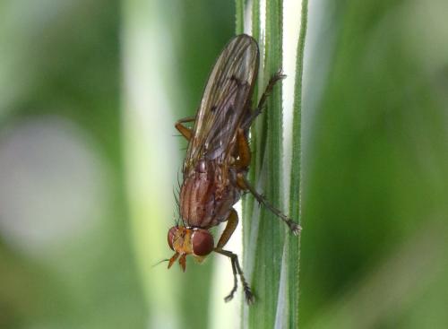 Tetanocera sp.
