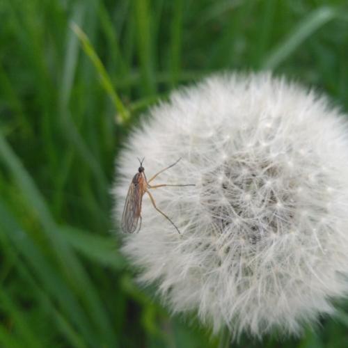 Empis sp.