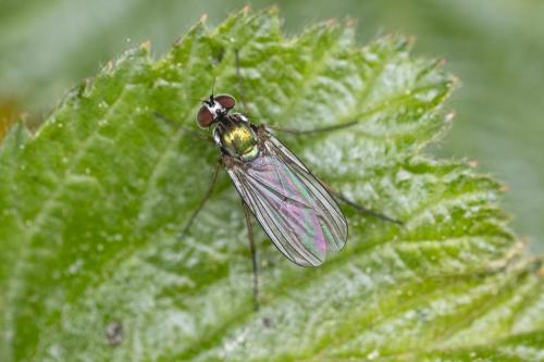 Dolichopus sp.