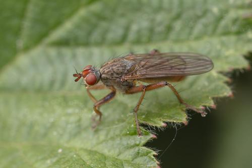 Scathophaga lutaria