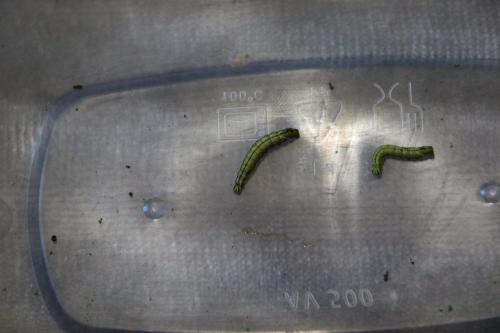 Endromis versicolora
