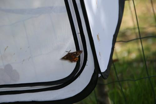 Réf. 357 239 : Saturnia pavonia