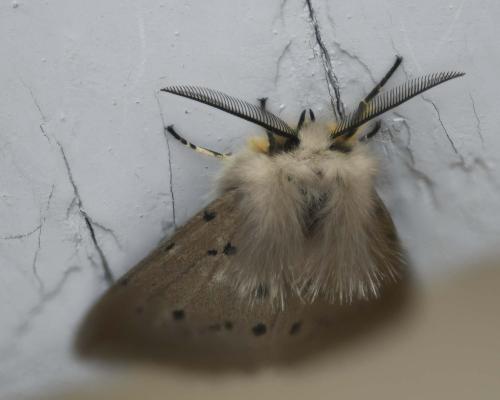 Diaphora mendica