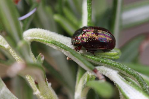 Réf. 357 034 : Chrysolina americana
