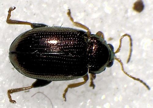 Réf. 357 033 : Crepidodera aurea