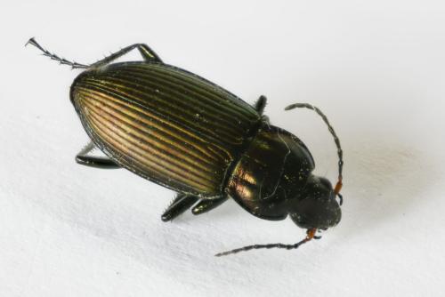 Réf. 357 007 : Poecilus cupreus