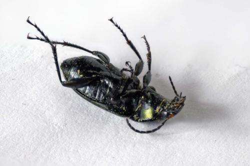 Réf. 357 008 : Poecilus cupreus