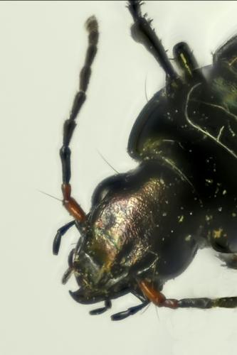 Réf. 357 019 : Poecilus cupreus