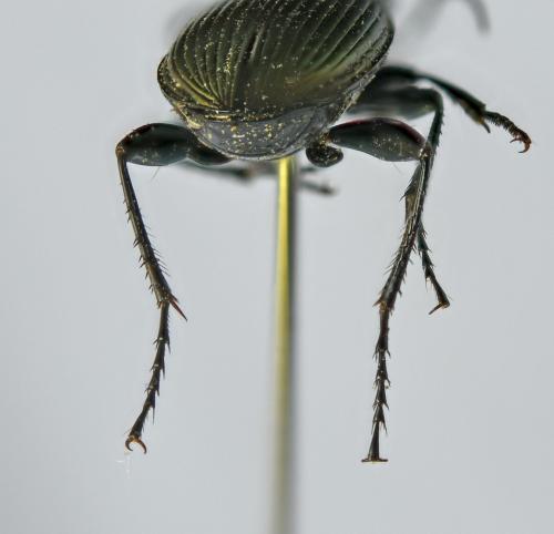 Réf. 357 044 : Poecilus cupreus