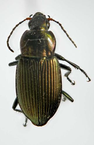 Réf. 357 043 : Poecilus cupreus