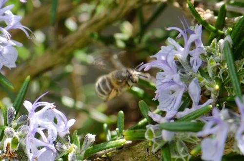 Anthophora crinipes
