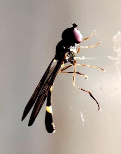 Baccha elongata