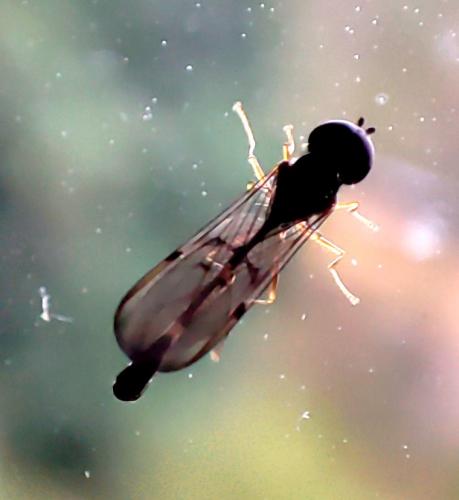 Baccha elongata